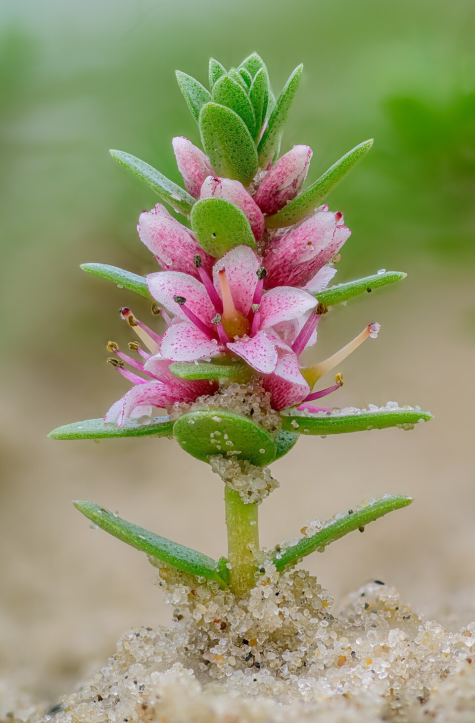 Lysimachia maritima: Spesies Tumbuhan Pesisir Unik dalam Keluarga Primulaceae